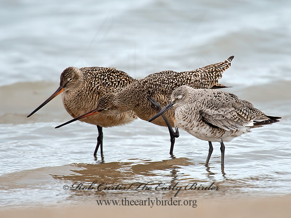 Limosa fedoa  MARBLED GODWIT 9021361z
