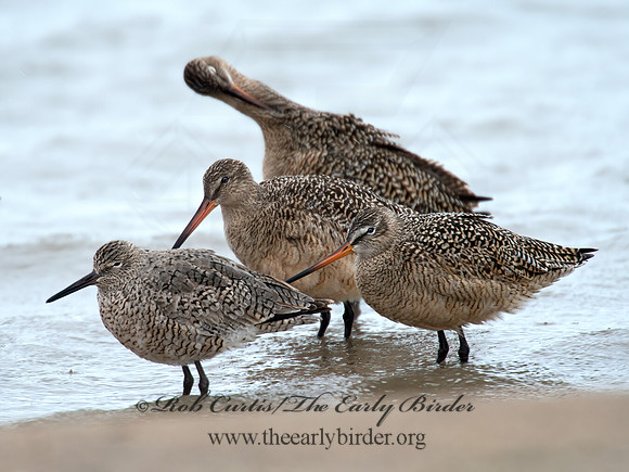 Limosa fedoa  MARBLED GODWIT 9021374z