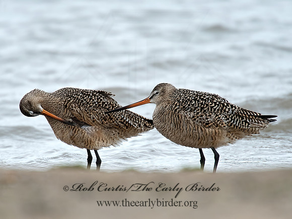 Limosa fedoa  MARBLED GODWIT 9021381z