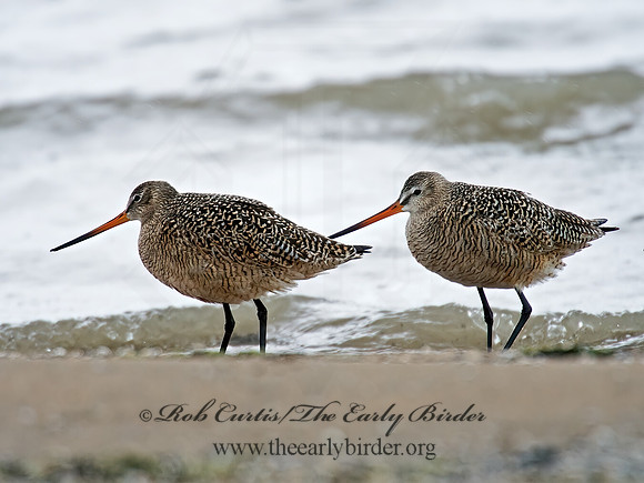 Limosa fedoa  MARBLED GODWIT 9021390z