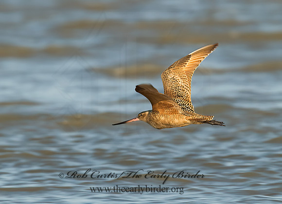 Limosa fedoa  MARBLED GODWIT 7004000z