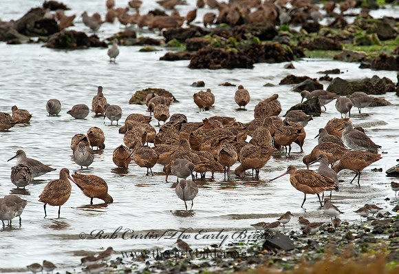 Limosa fedoa  MARBLED GODWIT 8020188z