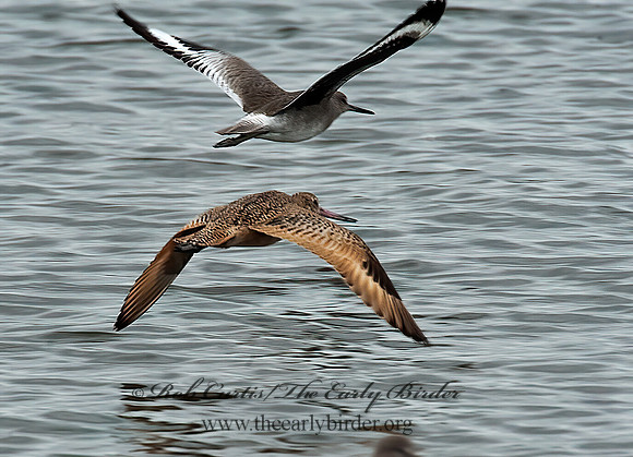 Limosa fedoa  MARBLED GODWIT 8020181z