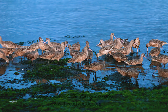 Limosa fedoa  MARBLED GODWIT 7017523z