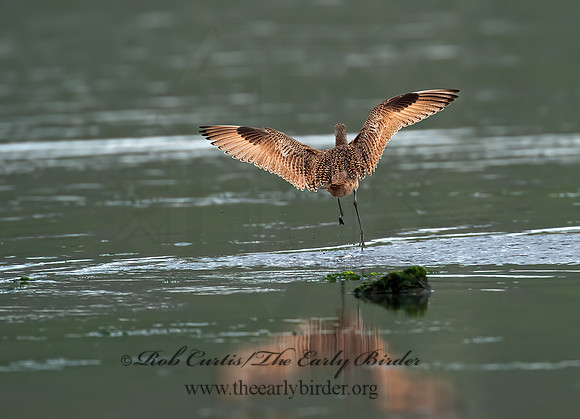 Limosa fedoa  MARBLED GODWIT 8020214z
