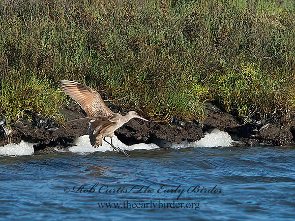 Limosa fedoa  MARBLED GODWIT 9057593z