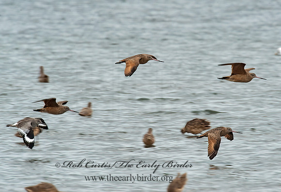 Limosa fedoa  MARBLED GODWIT 8020182z