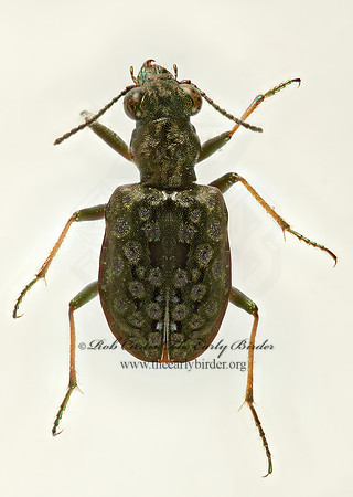 Elaphrus ruscarius  MARSH GROUND BEETLE 9016950z