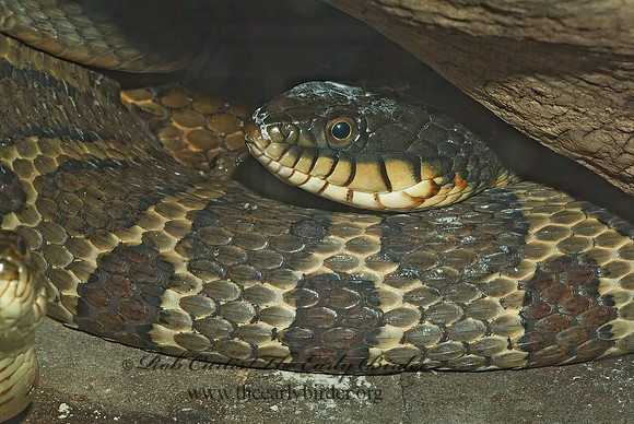 Nerodia erythrogaster transversa  BLOTCHED WATER SNAKE 4002039z