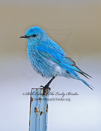 Sialia currucoides  MOUNTAIN BLUEBIRD  103010z