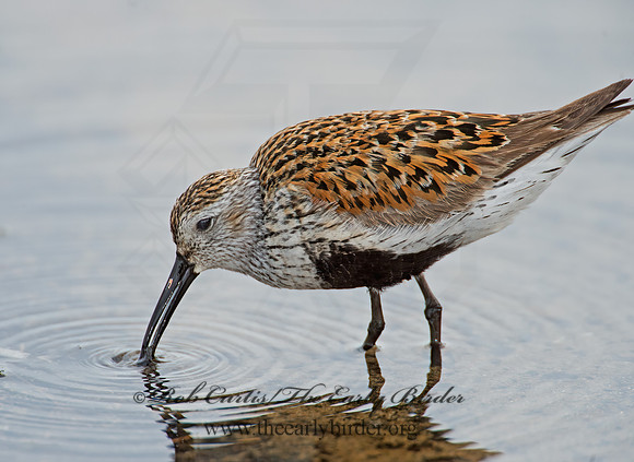 Calidris alpina  DUNLIN 9002252z