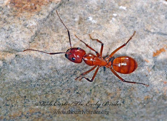 Camponotus castaneus 6022235~z