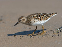 Calidris minutilla LEAST SANDPIPER 9046699z