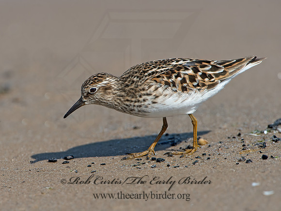 Calidris minutilla  LEAST SANDPIPER 9046699z