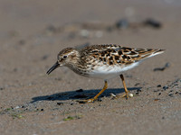 Calidris minutilla LEAST SANDPIPER 9046701z