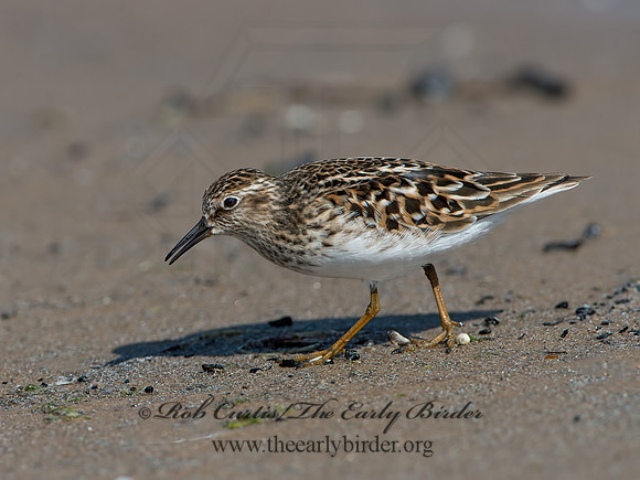 Calidris minutilla  LEAST SANDPIPER 9046701z