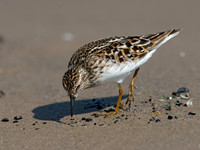 Calidris minutilla LEAST SANDPIPER 9046698z