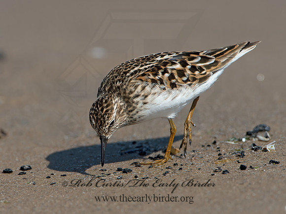Calidris minutilla  LEAST SANDPIPER 9046698z