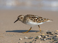 Calidris minutilla LEAST SANDPIPER 9046695z