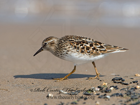Calidris minutilla  LEAST SANDPIPER 9046695z
