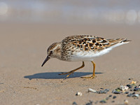 Calidris minutilla LEAST SANDPIPER 9046696z