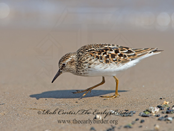Calidris minutilla  LEAST SANDPIPER 9046696z