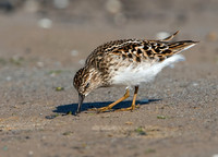 Calidris minutilla LEAST SANDPIPER 9046647z