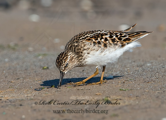 Calidris minutilla  LEAST SANDPIPER 9046647z