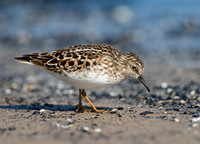 Calidris minutilla LEAST SANDPIPER 9046655z
