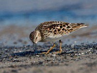 Calidris minutilla LEAST SANDPIPER 9046671z