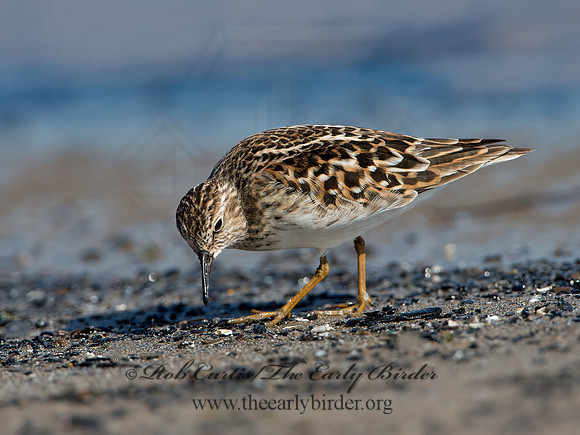 Calidris minutilla  LEAST SANDPIPER 9046671z