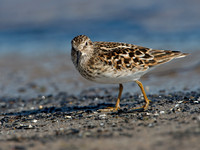 Calidris minutilla LEAST SANDPIPER 9046668z