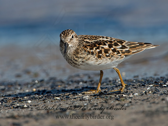 Calidris minutilla  LEAST SANDPIPER 9046668z