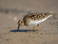 Calidris minutilla LEAST SANDPIPER 9046656z