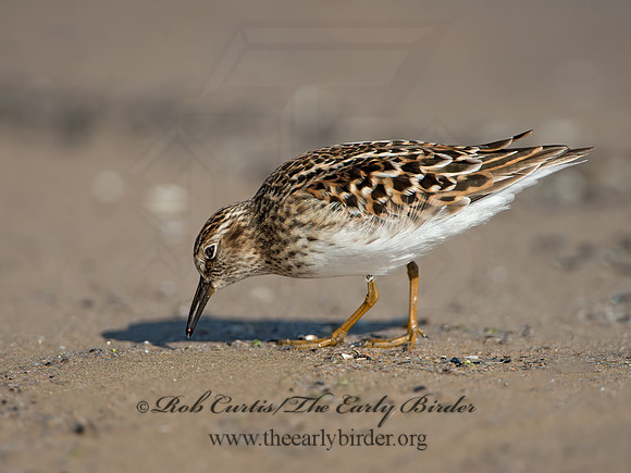 Calidris minutilla  LEAST SANDPIPER 9046656z