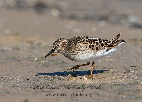 Calidris minutilla  LEAST SANDPIPER 9046646z