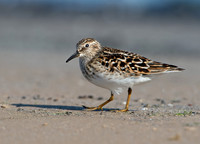 Calidris minutilla LEAST SANDPIPER 9046644z
