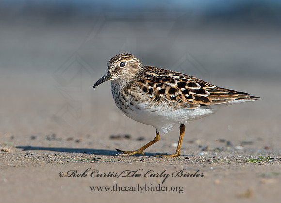 Calidris minutilla  LEAST SANDPIPER 9046644z