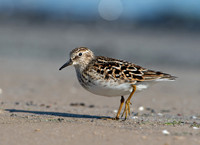 Calidris minutilla LEAST SANDPIPER 9046643z