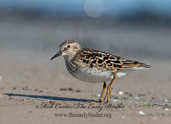 Calidris minutilla  LEAST SANDPIPER 9046643z