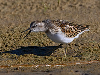 Calidris minutilla LEAST SANDPIPER 1306509z