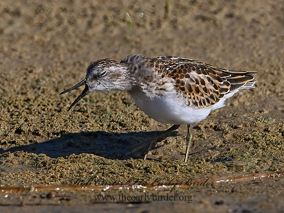 Calidris minutilla  LEAST SANDPIPER 1306509z