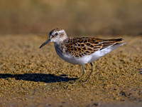 Calidris minutilla LEAST SANDPIPER 1306526z