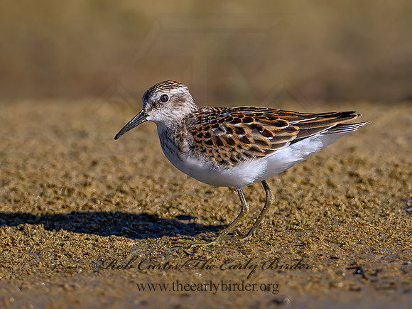 Calidris minutilla  LEAST SANDPIPER 1306526z