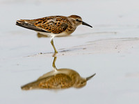 Calidris minutilla LEAST SANDPIPER 1305442z