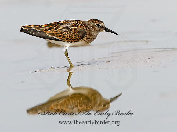 Calidris minutilla  LEAST SANDPIPER 1305442z