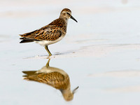 Calidris minutilla LEAST SANDPIPER 1305441z