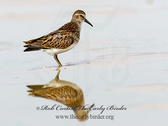 Calidris minutilla  LEAST SANDPIPER 1305441z