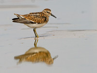 Calidris minutilla LEAST SANDPIPER 1305439z