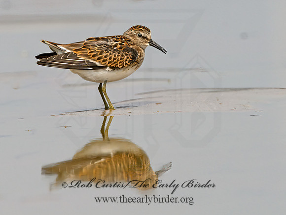 Calidris minutilla  LEAST SANDPIPER 1305439z